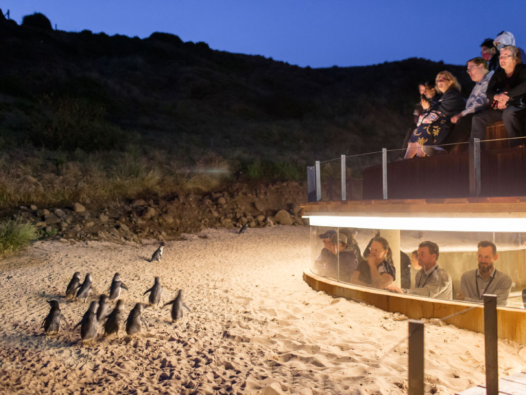 underground-penguin-viewing